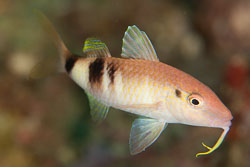 BD-110314-Puerto-Galera-3523-Parupeneus-trifasciatus-(Lacepède.-1801)-[Doublebar-goatfish].jpg